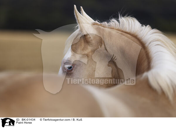 Paint Horse / Paint Horse / BK-01434