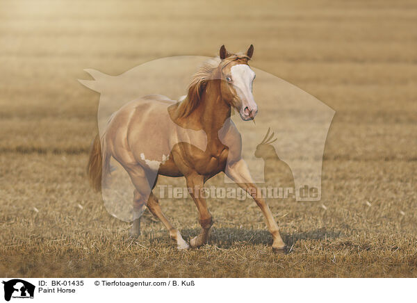 Paint Horse / Paint Horse / BK-01435