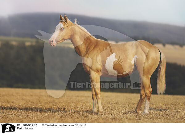Paint Horse / Paint Horse / BK-01437