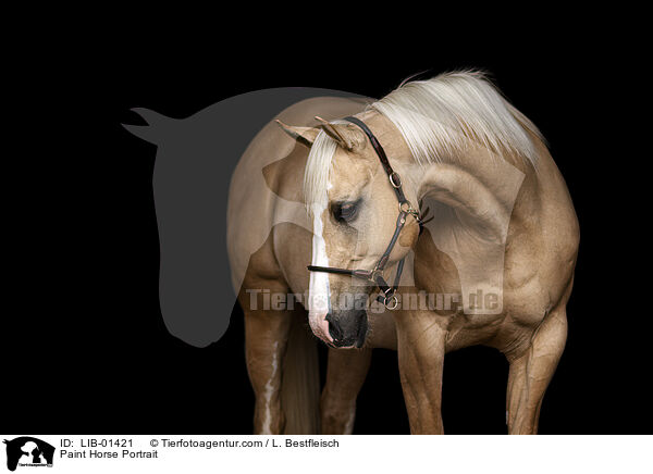 Paint Horse Portrait / Paint Horse Portrait / LIB-01421
