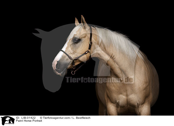 Paint Horse Portrait / LIB-01422