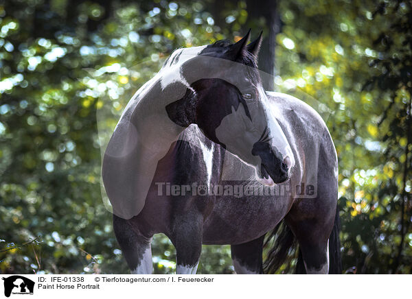 Paint Horse Portrait / IFE-01338