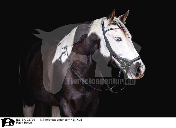 Paint Horse / BK-02703