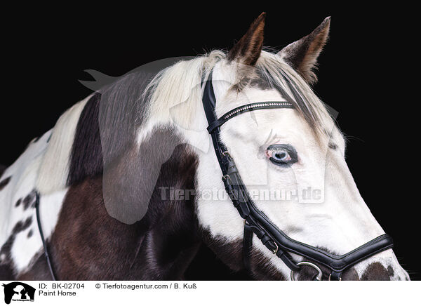Paint Horse / BK-02704