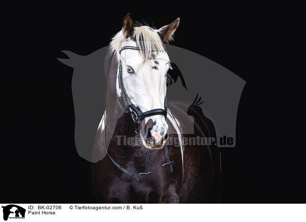 Paint Horse / BK-02706