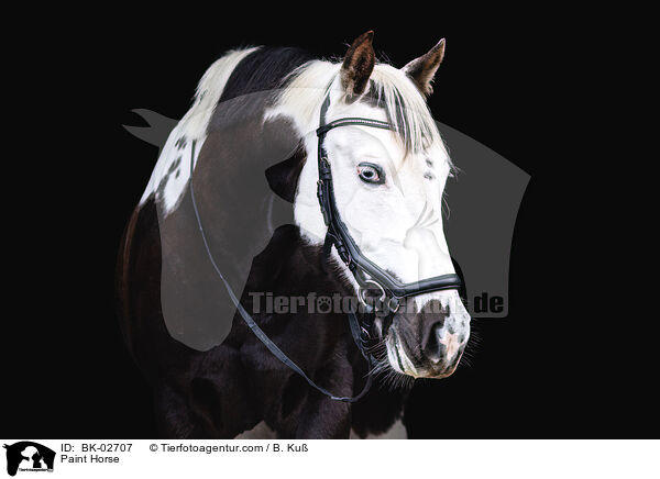 Paint Horse / BK-02707