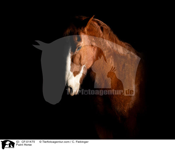 Paint Horse / CF-01475