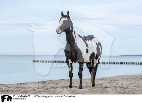 Paint Horse / Paint Horse / MAB-02457