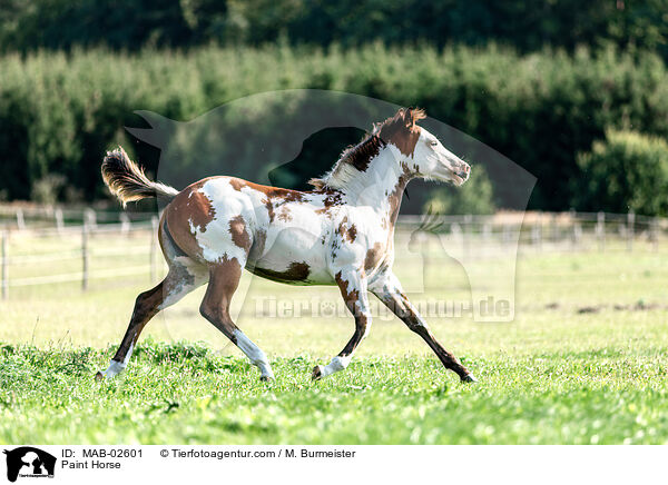 Paint Horse / Paint Horse / MAB-02601