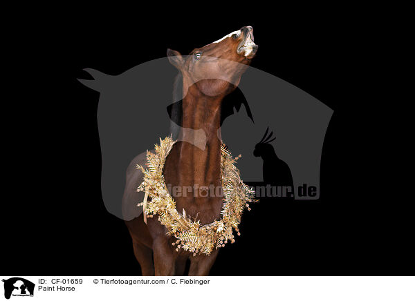 Paint Horse / Paint Horse / CF-01659