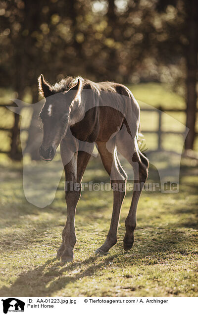 Paint Horse / Paint Horse / AA-01223.jpg.jpg