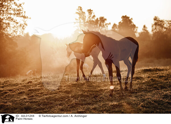 Paint Horses / Paint Horses / AA-01244