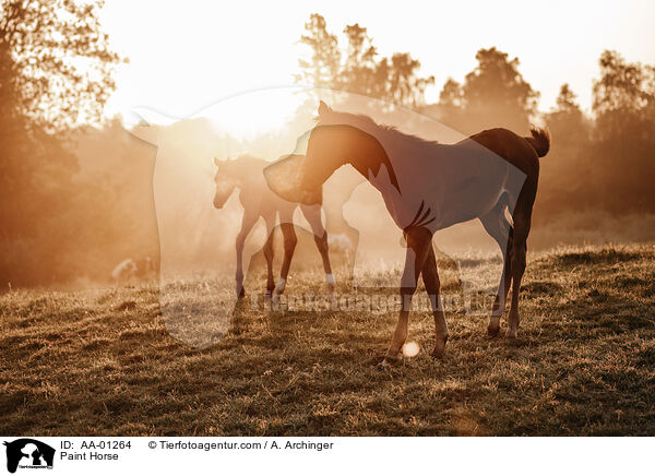 Paint Horse / Paint Horse / AA-01264