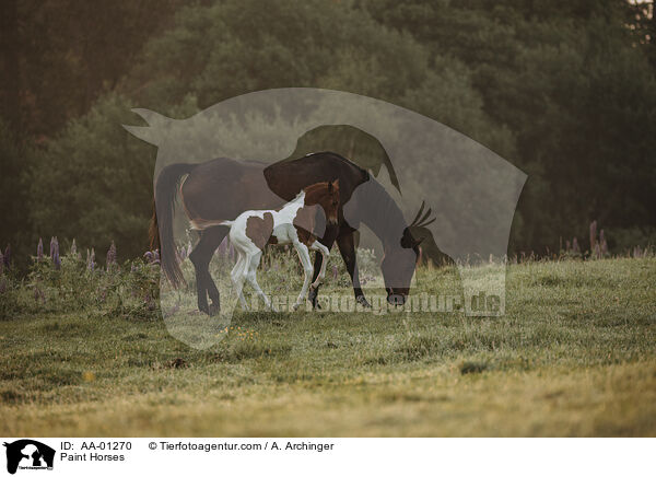 Paint Horses / Paint Horses / AA-01270