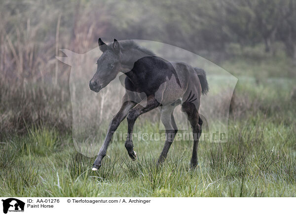 Paint Horse / Paint Horse / AA-01276