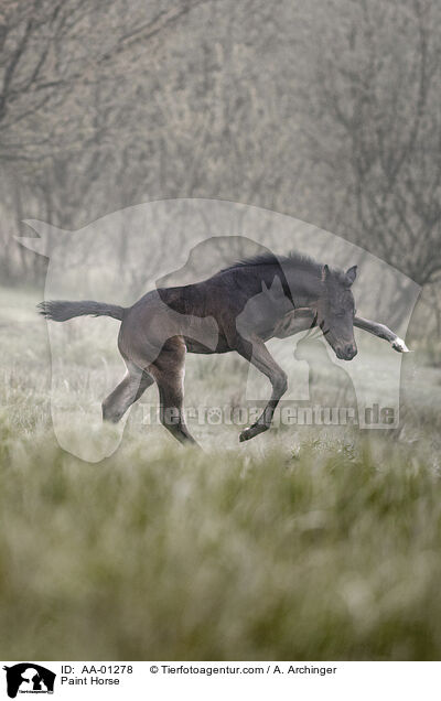 Paint Horse / Paint Horse / AA-01278
