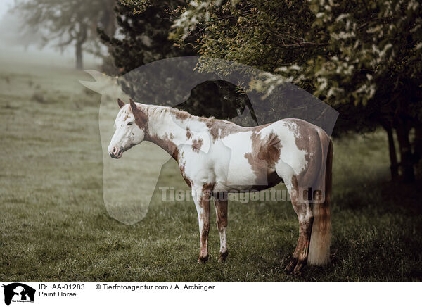 Paint Horse / Paint Horse / AA-01283