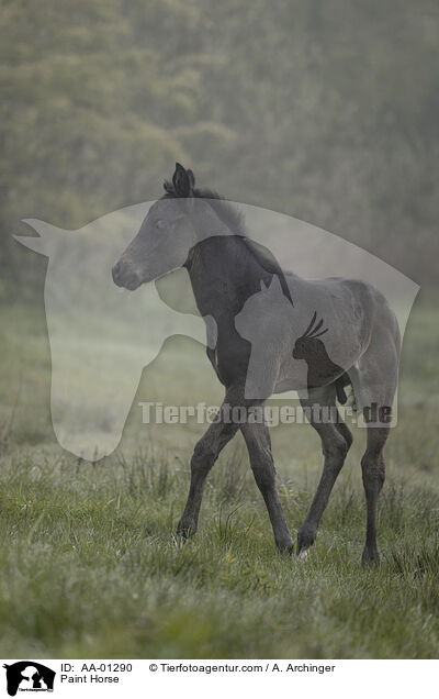 Paint Horse / Paint Horse / AA-01290