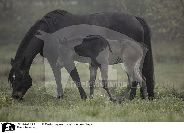 Paint Horses / Paint Horses / AA-01291