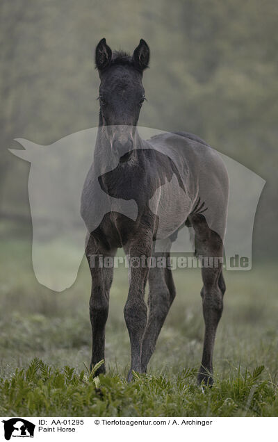 Paint Horse / Paint Horse / AA-01295