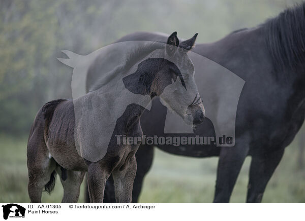 Paint Horses / Paint Horses / AA-01305