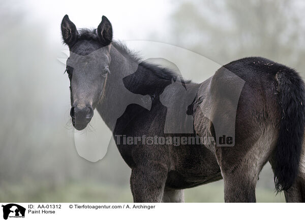 Paint Horse / AA-01312