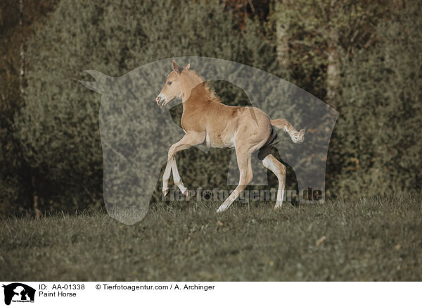 Paint Horse / Paint Horse / AA-01338