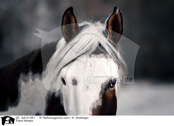 Paint Horses / Paint Horses / AA-01361