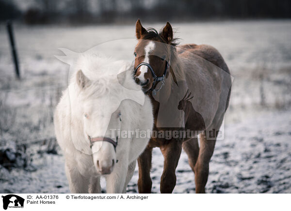 Paint Horses / Paint Horses / AA-01376
