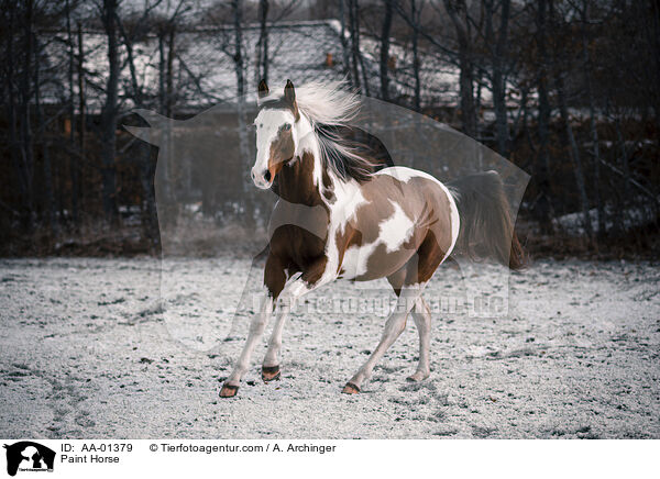 Paint Horse / Paint Horse / AA-01379