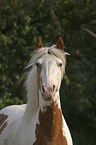 Paint Horse Portrait