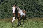 running horse