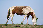 Paint Horse