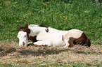 Paint Horse foal