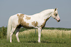 Paint Horse