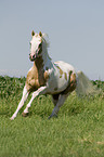 galloping Paint Horse