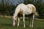 Paint Horse