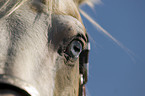 Paint Horse eye