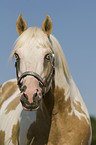 Paint Horse Portrait