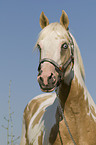 Paint Horse Portrait