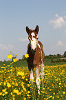 Paint Horse foal