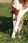 Paint Horse foal