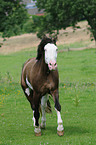 trotting Paint Horse