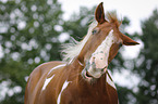 Paint Horse Portrait