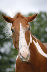 Paint Horse Portrait