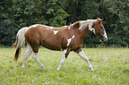 trotting Paint Horse