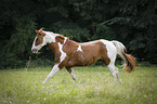 galloping Paint Horse