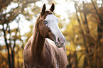 Paint Horse portrait