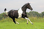 galloping Paint Horse