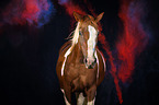 Paint Horse with holi colour